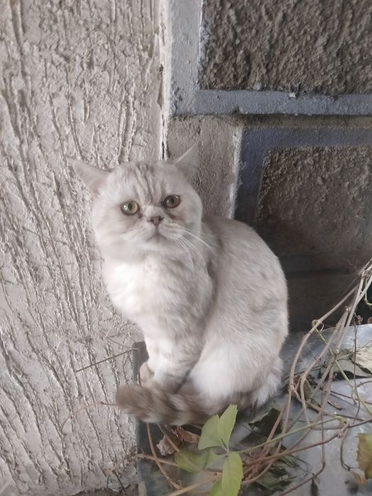 Шотландский короткошерстый годовалый котик
