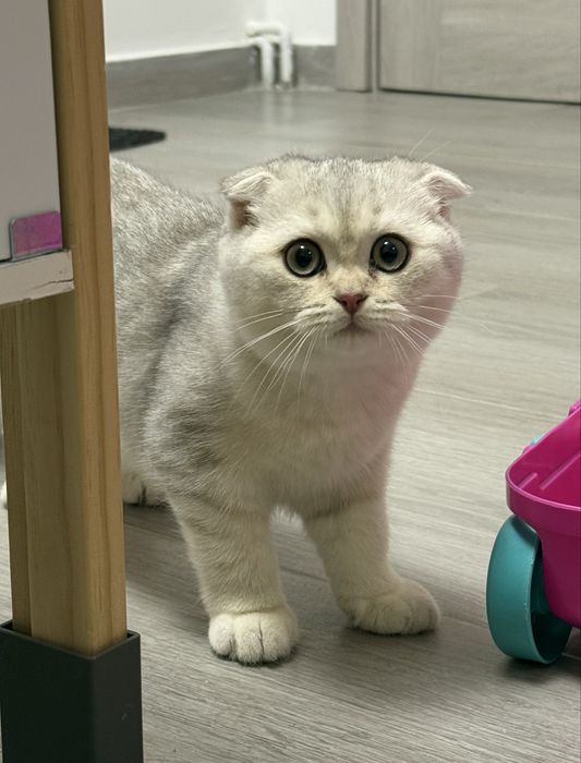 Scottish fold baietel