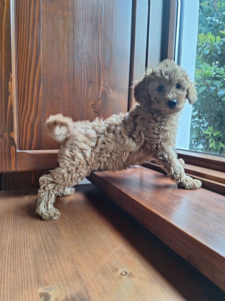 Pudel/caniche pitic