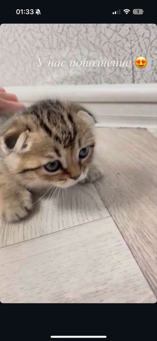 Продам котенька 4 мес