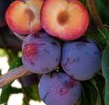 Pomi Fructiferi Columnari (PRUN)