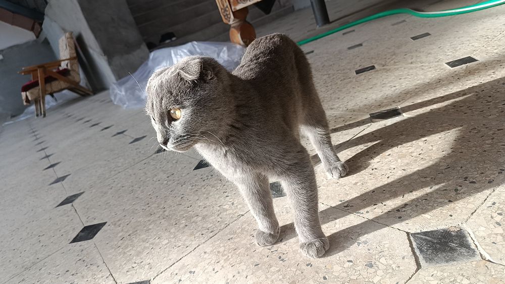 Ogil mushuk uy mushugi