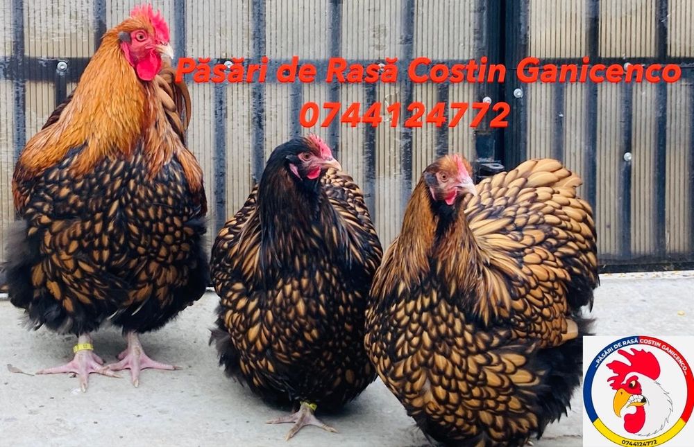 Oua incubatie păsări de Rasă