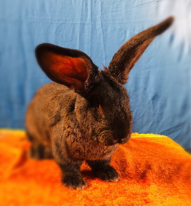 Flandr quyoni sotiladi erkak