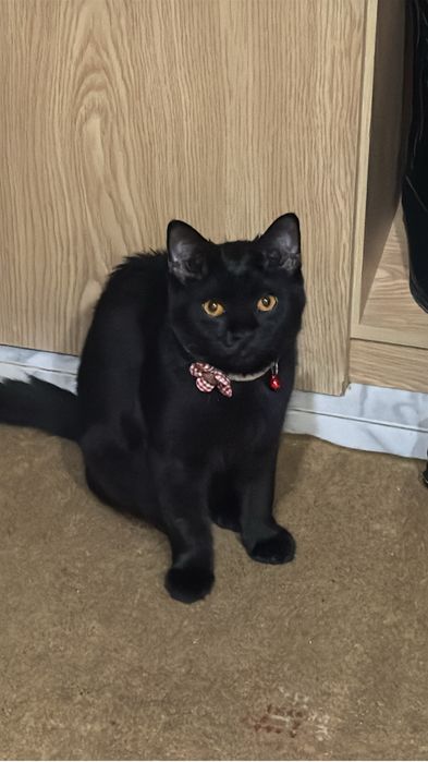 Donez pisicuta jucausa