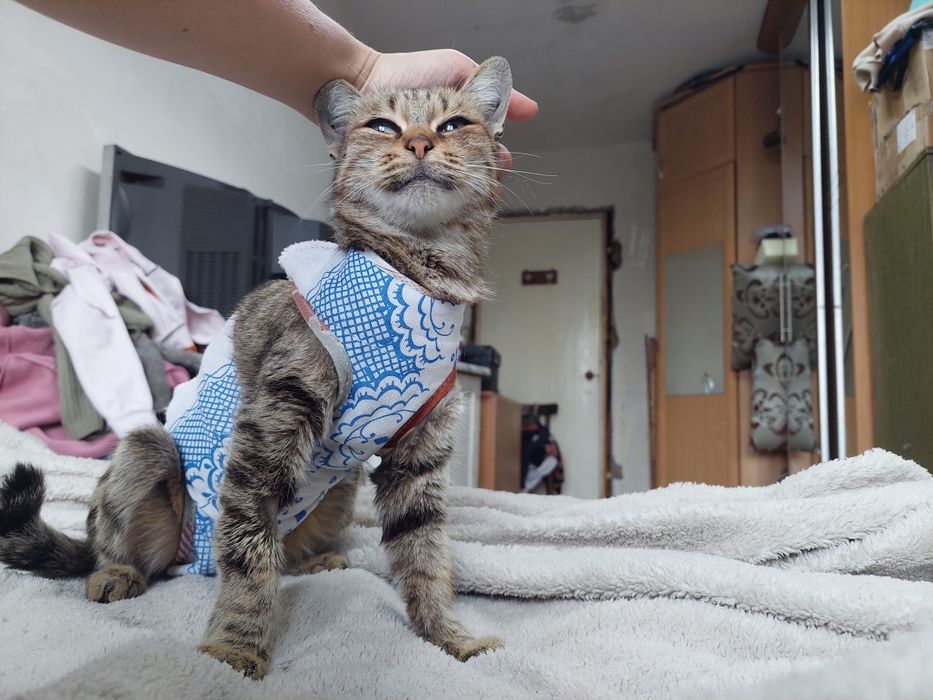 Кошка ищет любящую семью и дом