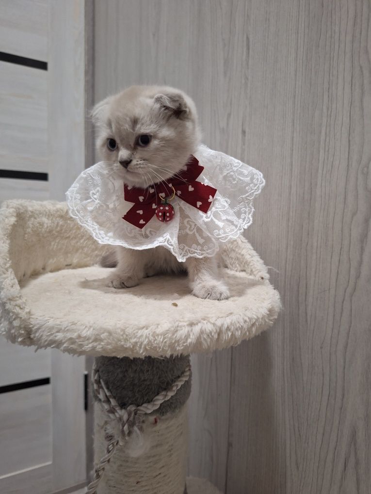 Шикарные котята от правильной вязки