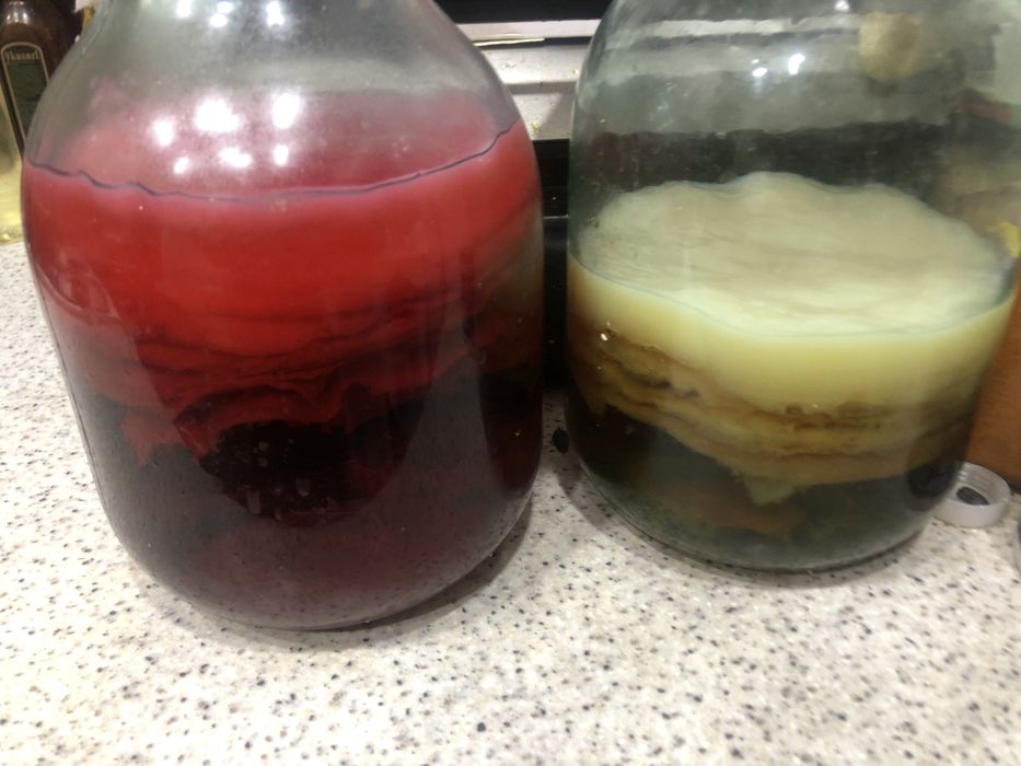 чайный гриб, блин