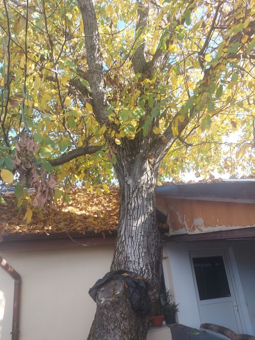 Nuc de vanzare din curtea propie