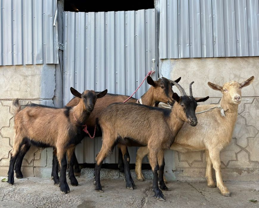 Таза альпи чех буаз ешкілер ешкы ешкі коза козы