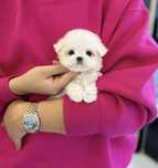 Bichon Maltez Mini