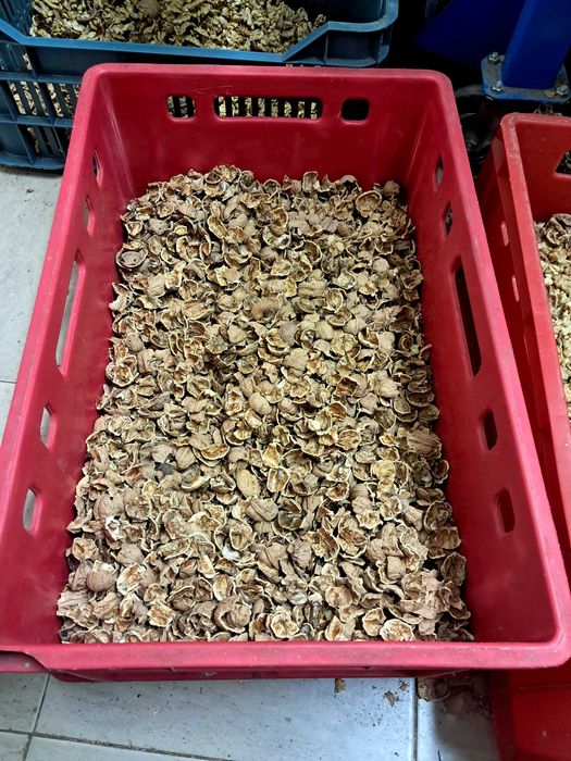 Орехови черупки Орехови черупки