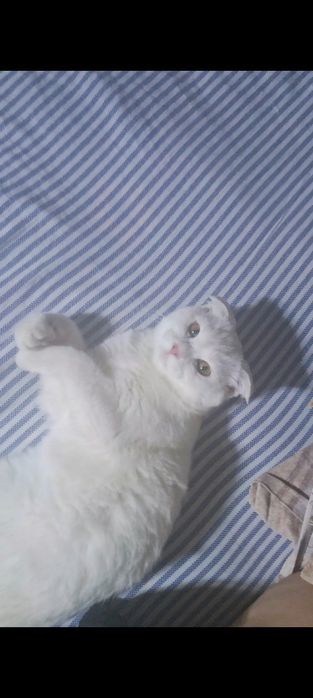 Скотиш фолд 4 ойлик