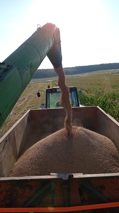 Uruiala , grau, soia, porumb