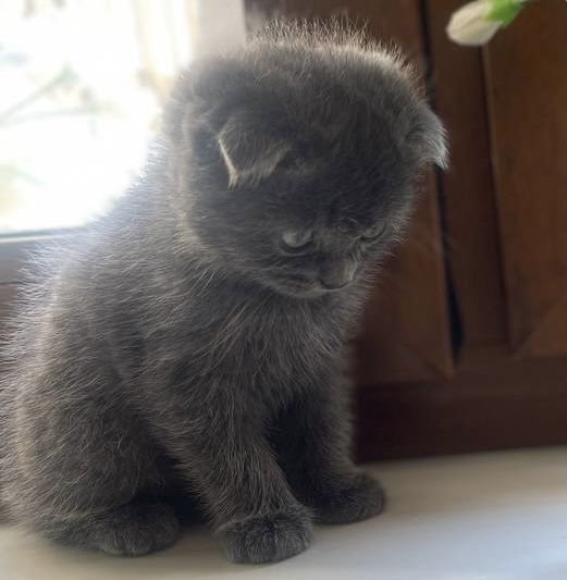 Скоттиш фолд мальчик котенок