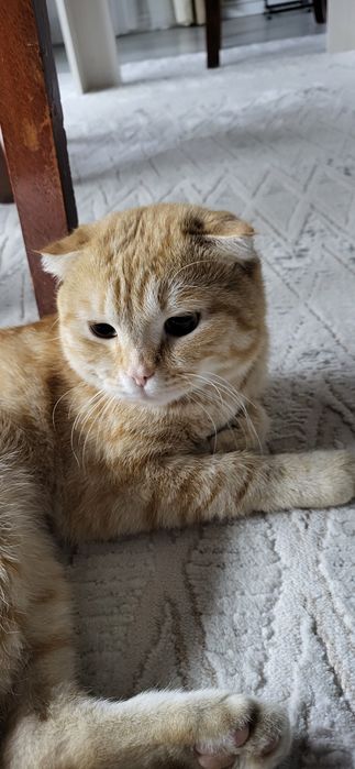 Отдам в хорошие руки