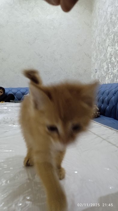 Mushuk sotiladi rangi sariq