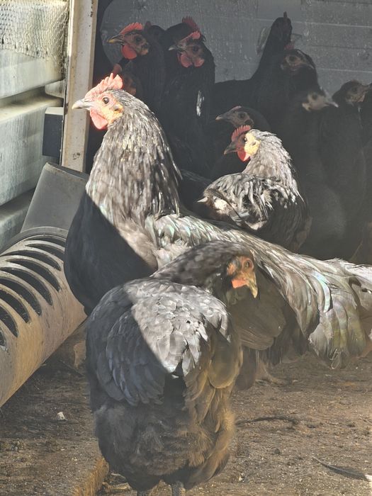 Черен австралорп петлета