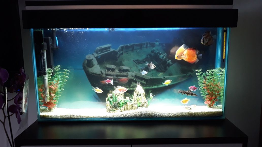 Vând acvariu 50 l cu pesti