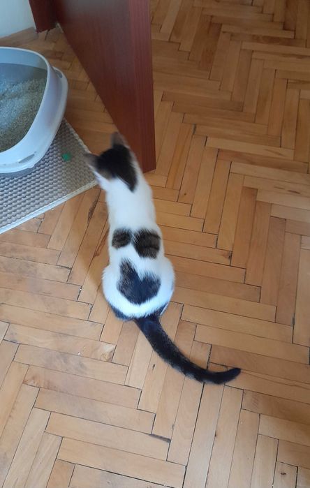 Мони търси дом и добри стопани!