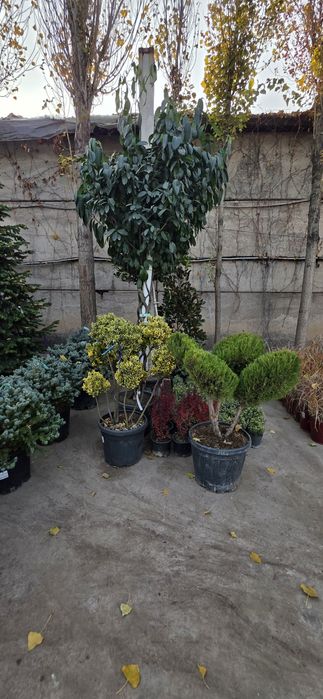 Газон дарахд арезка