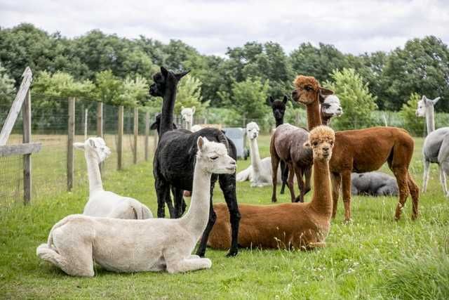Alpaca disponibile tinere și mature