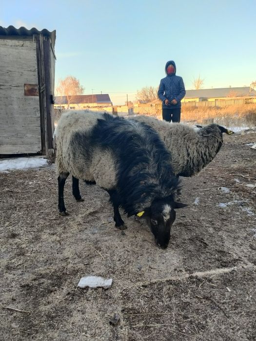 Продам чистопородного романовского кошкара