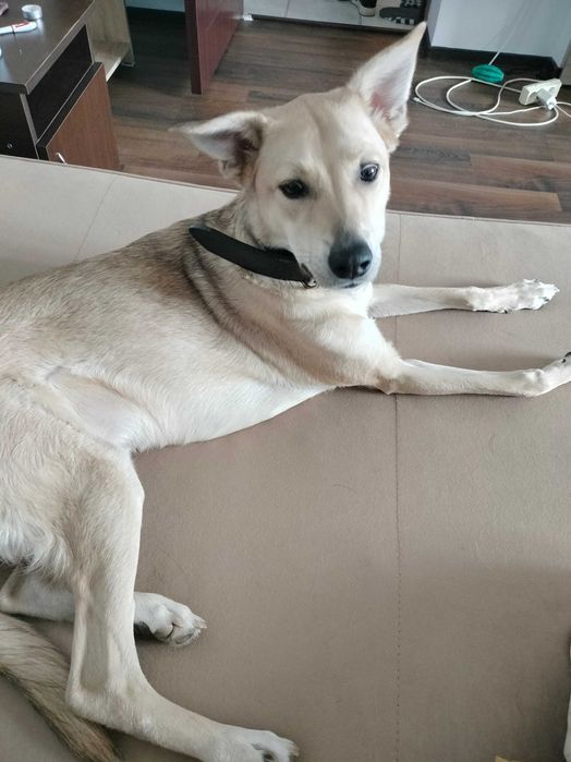 Pet sitter Constanta la domiciliul meu sau domiciliul dumneavoastră.