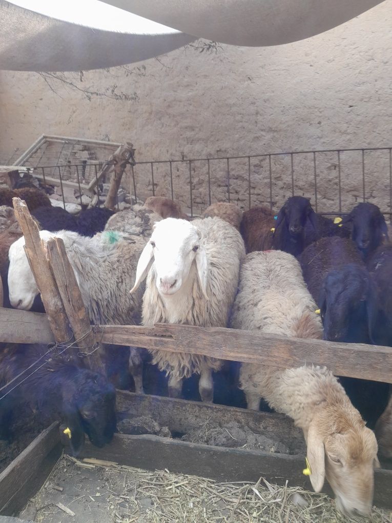 Qoy sotiladi qurbon hayitga