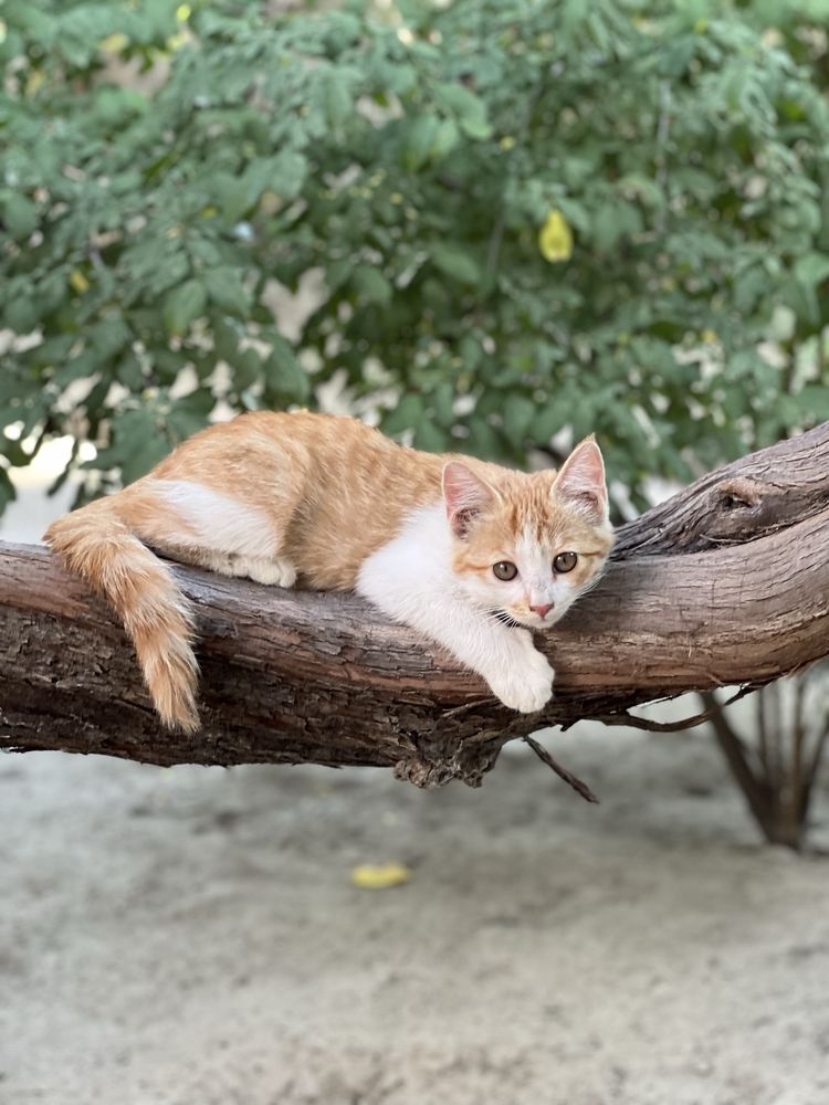 Котята 2 девочки, трёхцветная и рыжая