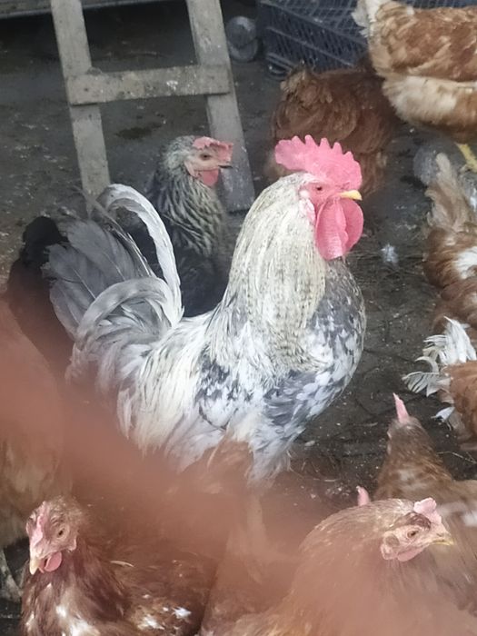 Продам  хорошего петуха