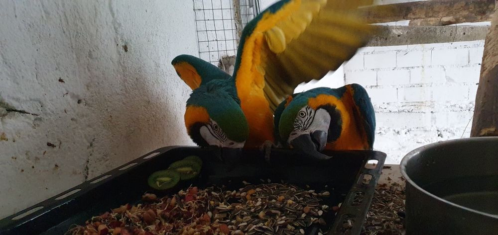 Двойка Папагал Ара