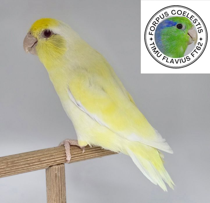 Papagali sociabili , forpus coelestis