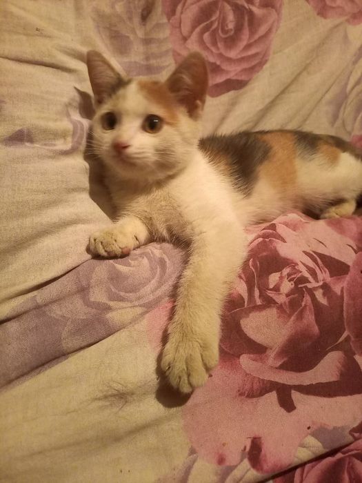 Котёнок,девочка,2,5 месяца,нежная,лоточек знает.