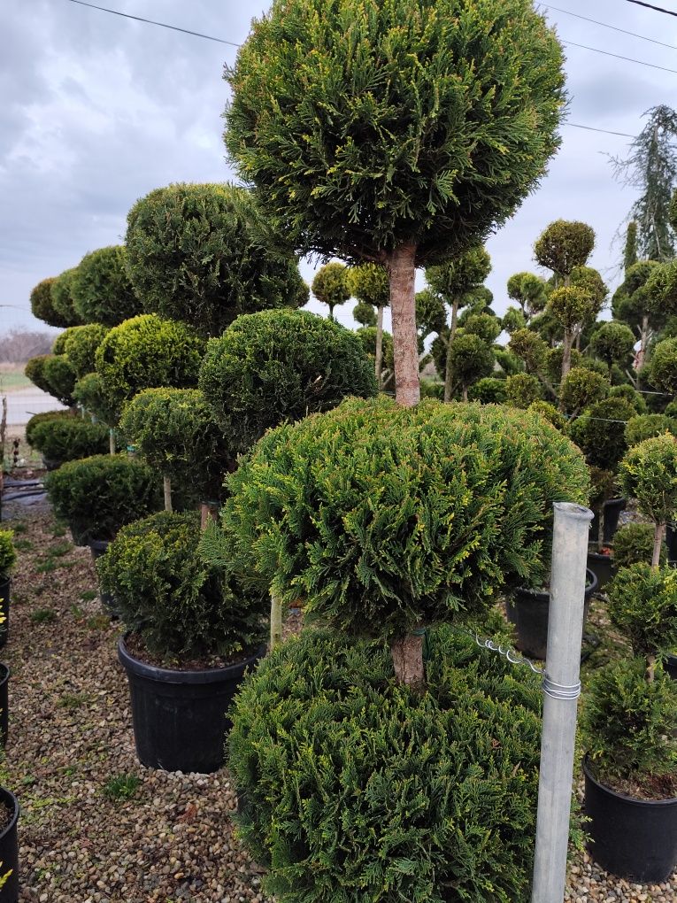 Plante ornamentale aclimatizate