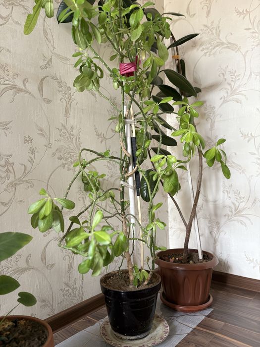 Комнатные растение все в хорошим  состояние