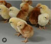 Цыплята Ломан Браун