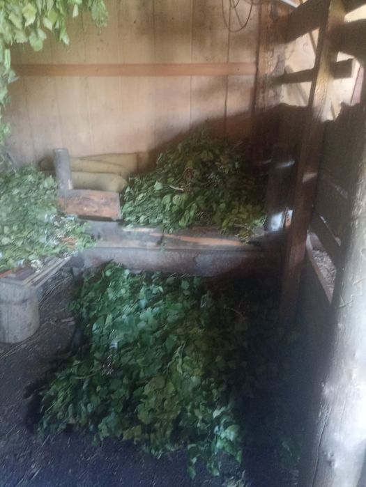 Продам веники берёзовые