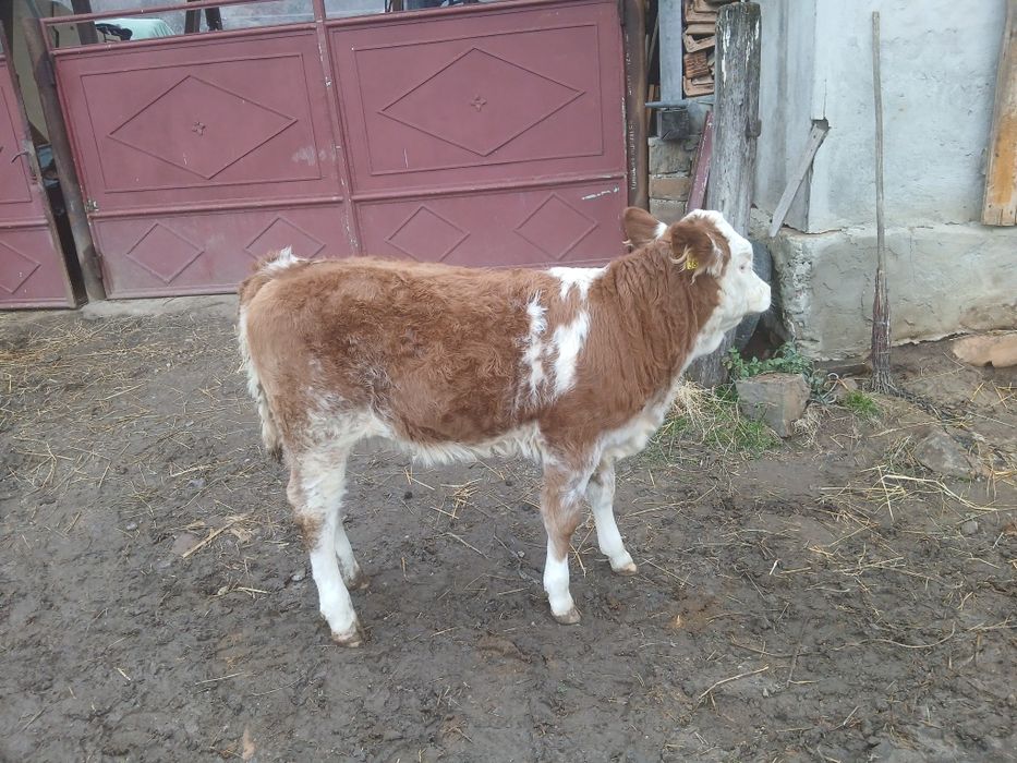 Vițea bălțată lapte