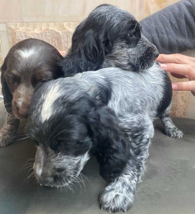 Продаются щенки породы Русский охотничий спаниэль