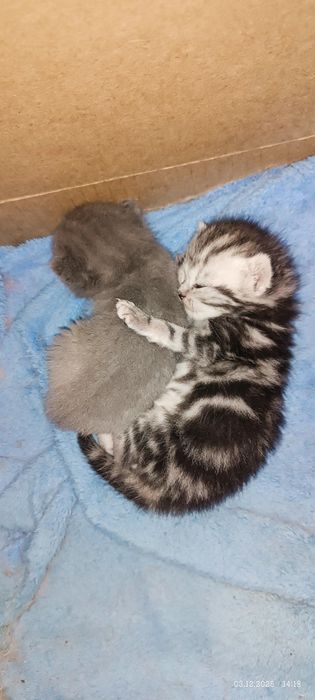 Котята порода британцы