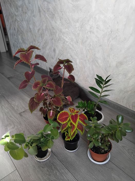 Комбо цветов разных