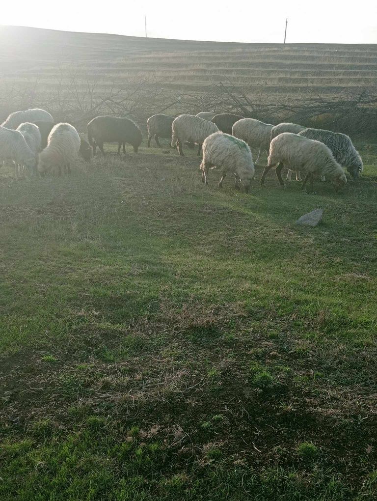 Vând 25 de oi și dau la schimb și pe cârlani