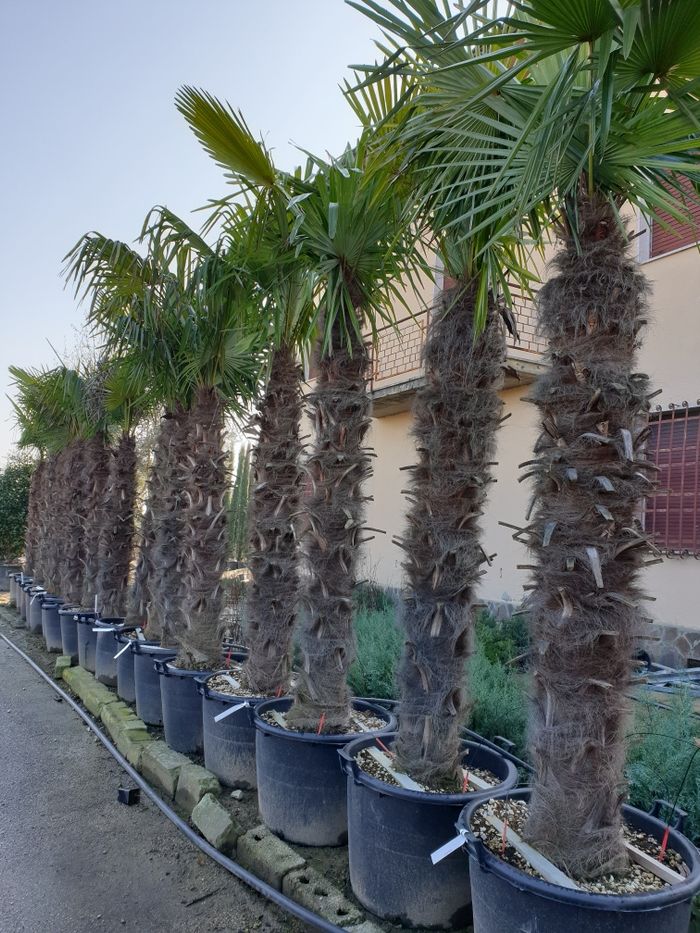 Vand palmieri rezistenti la frig(-18)