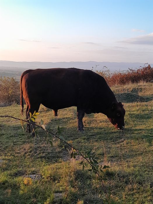 Taur angus pedigree
