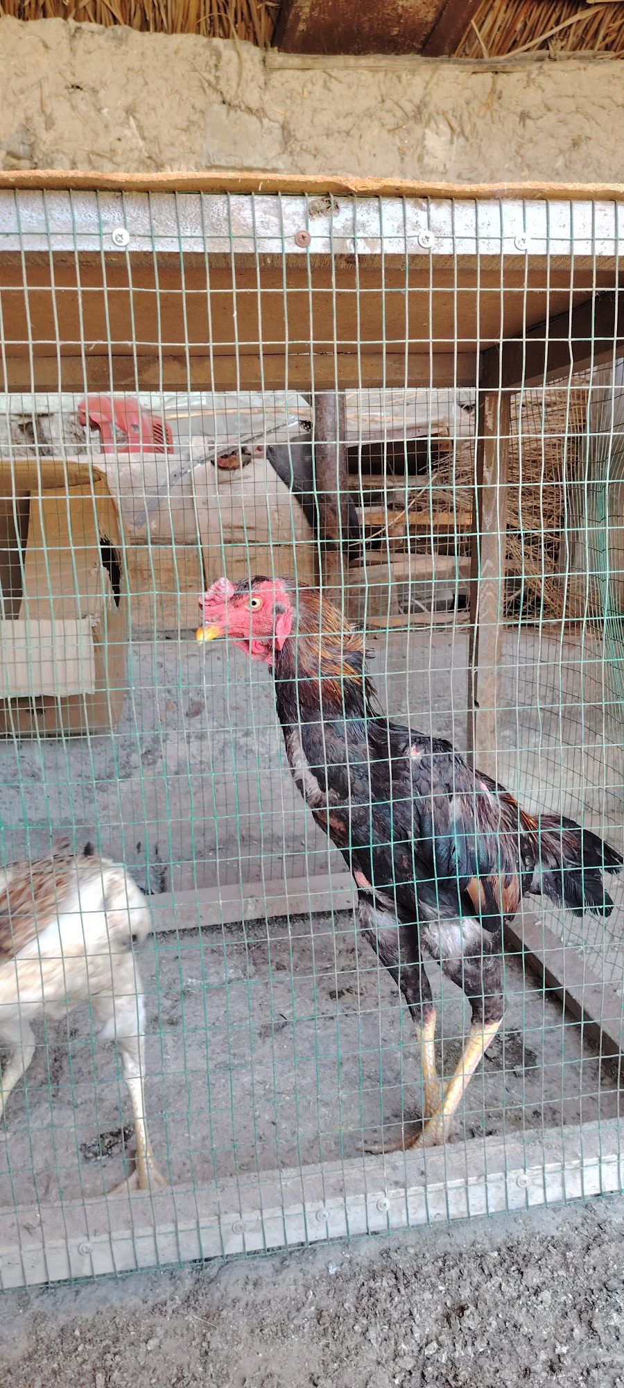 Bir jup dakanlar sotiladi