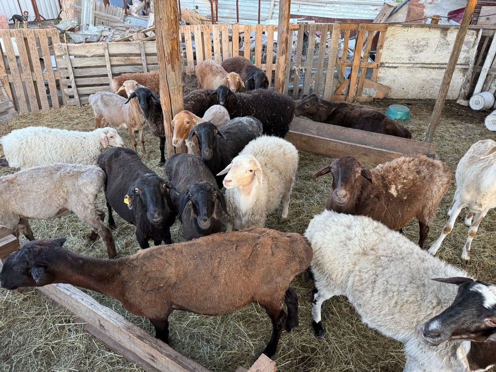 Продам баранов.