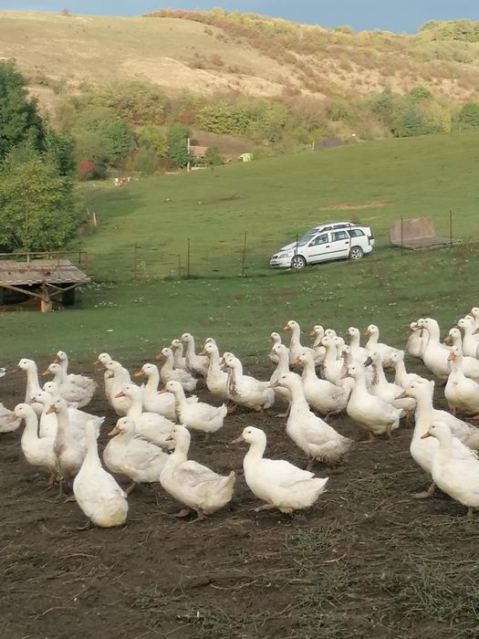 Vând rațe crescute la curte