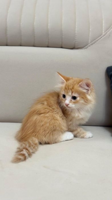 Отдам бесплатно котенка