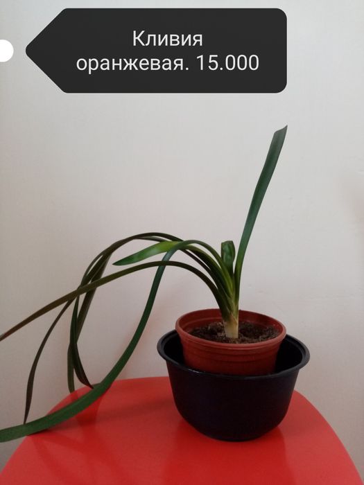 Продаю комнатные цветы